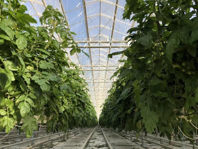 南方番茄种植技术