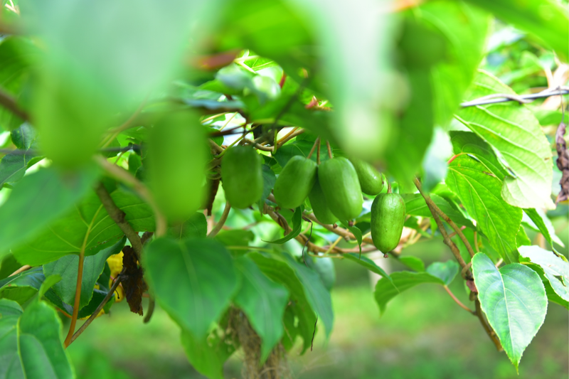 猕猴桃种植技术