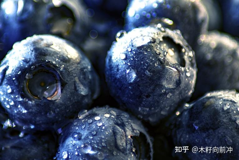 蓝莓种植技术视频