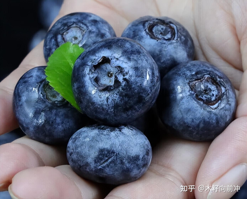 蓝莓种植技术视频