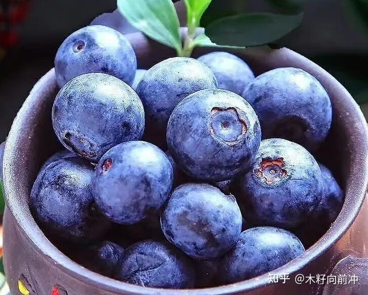 蓝莓种植技术视频