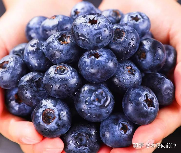 蓝莓种植技术视频