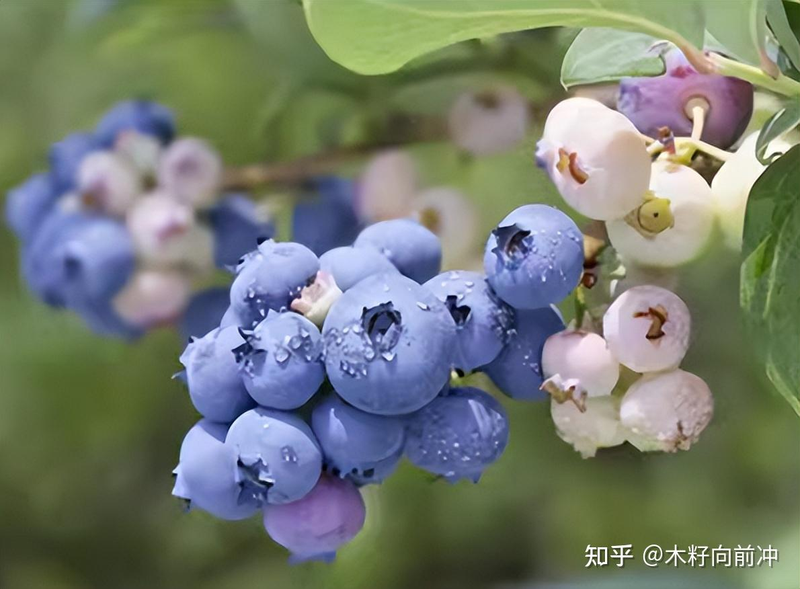 蓝莓种植技术视频