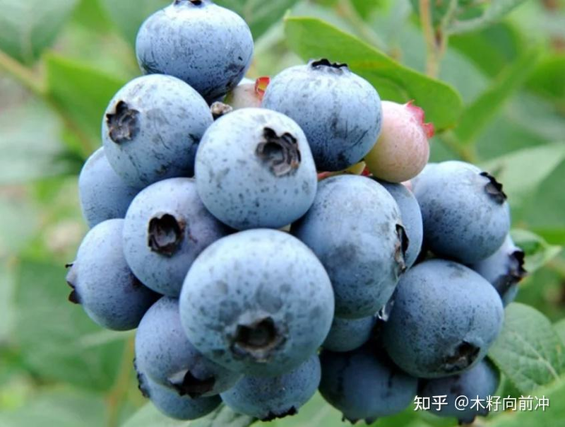 蓝莓种植技术视频