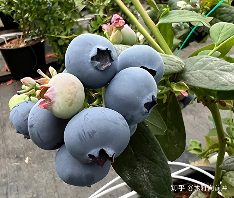 蓝莓种植技术视频