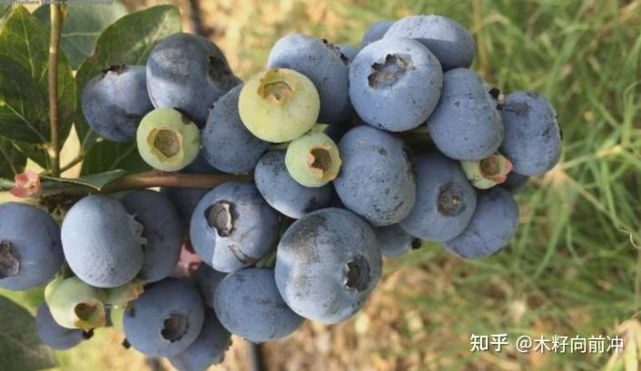蓝莓种植技术视频