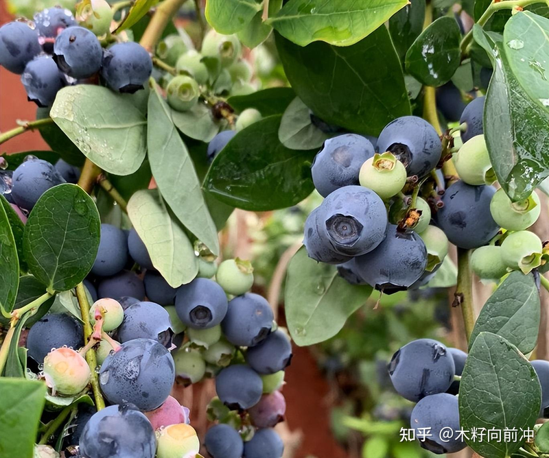 蓝莓种植技术视频