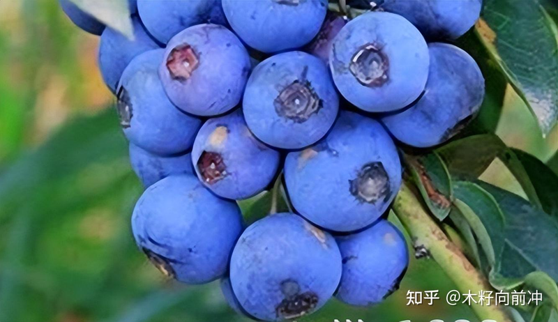 蓝莓种植技术视频