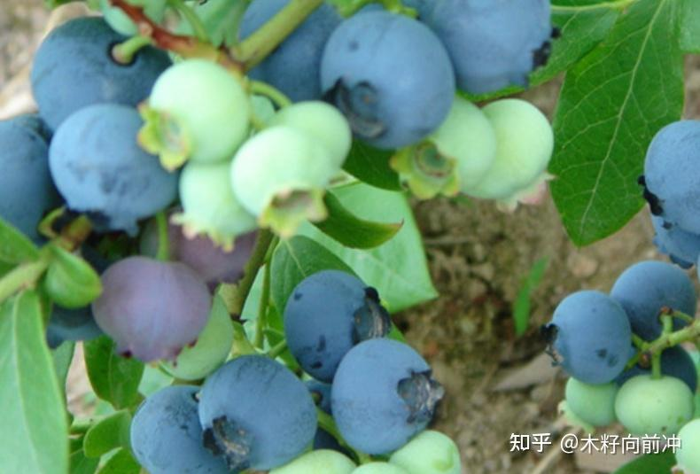 蓝莓种植技术视频