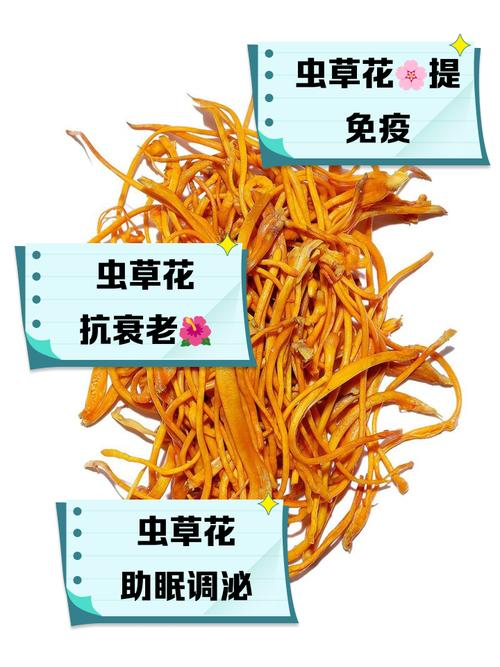 虫草花的种植方法