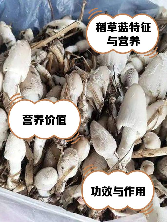 The method of planting mushrooms