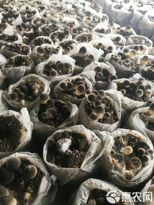 The method of planting mushrooms