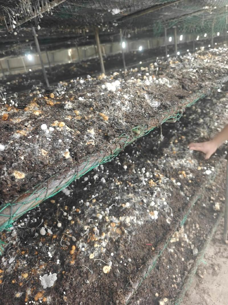 The method of planting mushrooms