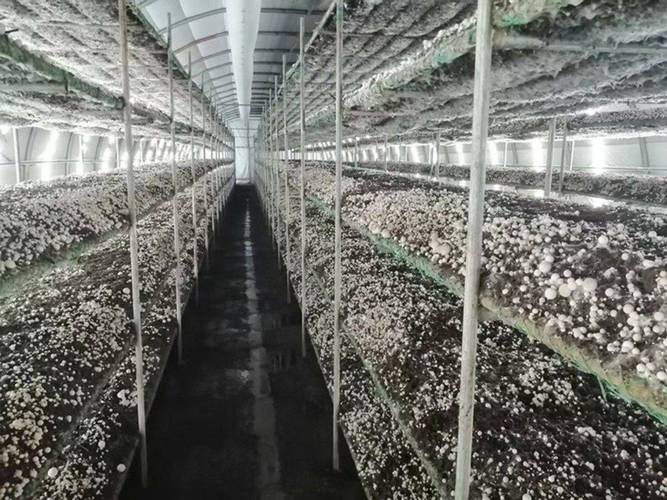 The method of planting mushrooms