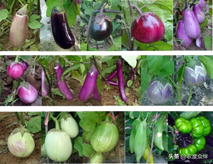 Green eggplant cultivation techniques