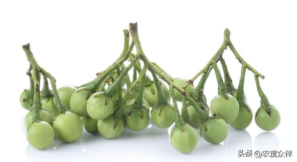 Green eggplant cultivation techniques