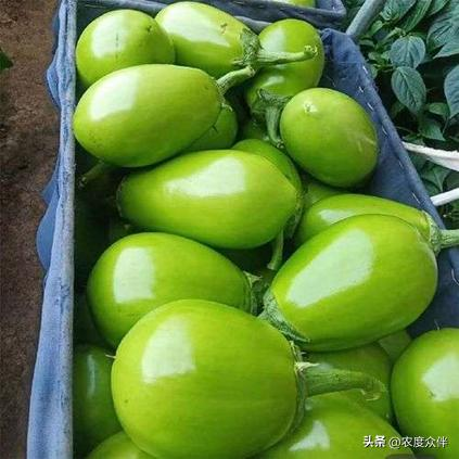 Green eggplant cultivation techniques