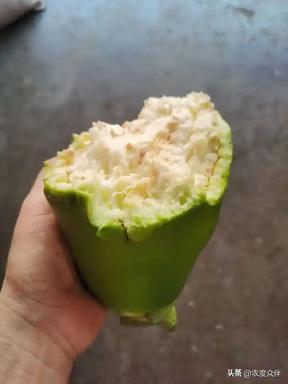 Green eggplant cultivation techniques