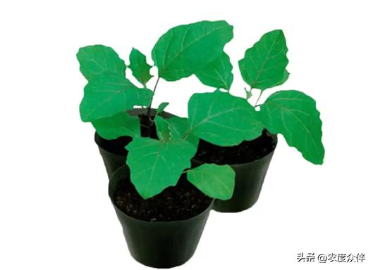 Green eggplant cultivation techniques