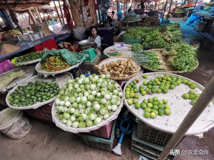 Green eggplant cultivation techniques