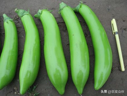 Green eggplant cultivation techniques