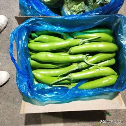 Green eggplant cultivation techniques