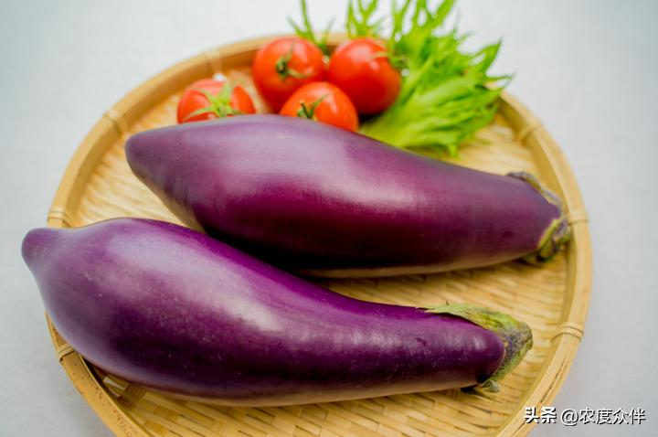Green eggplant cultivation techniques