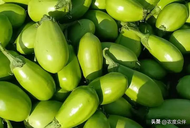 Green eggplant cultivation techniques