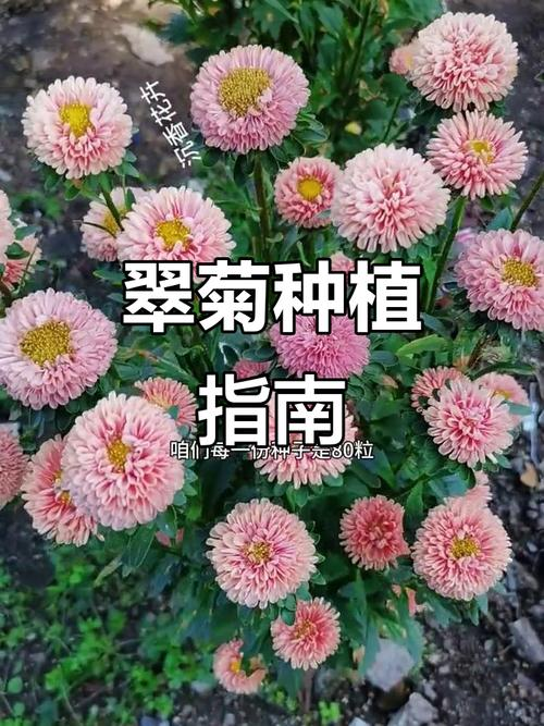 翠菊种植方法