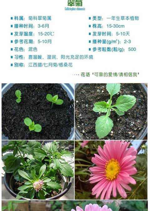 翠菊种植方法