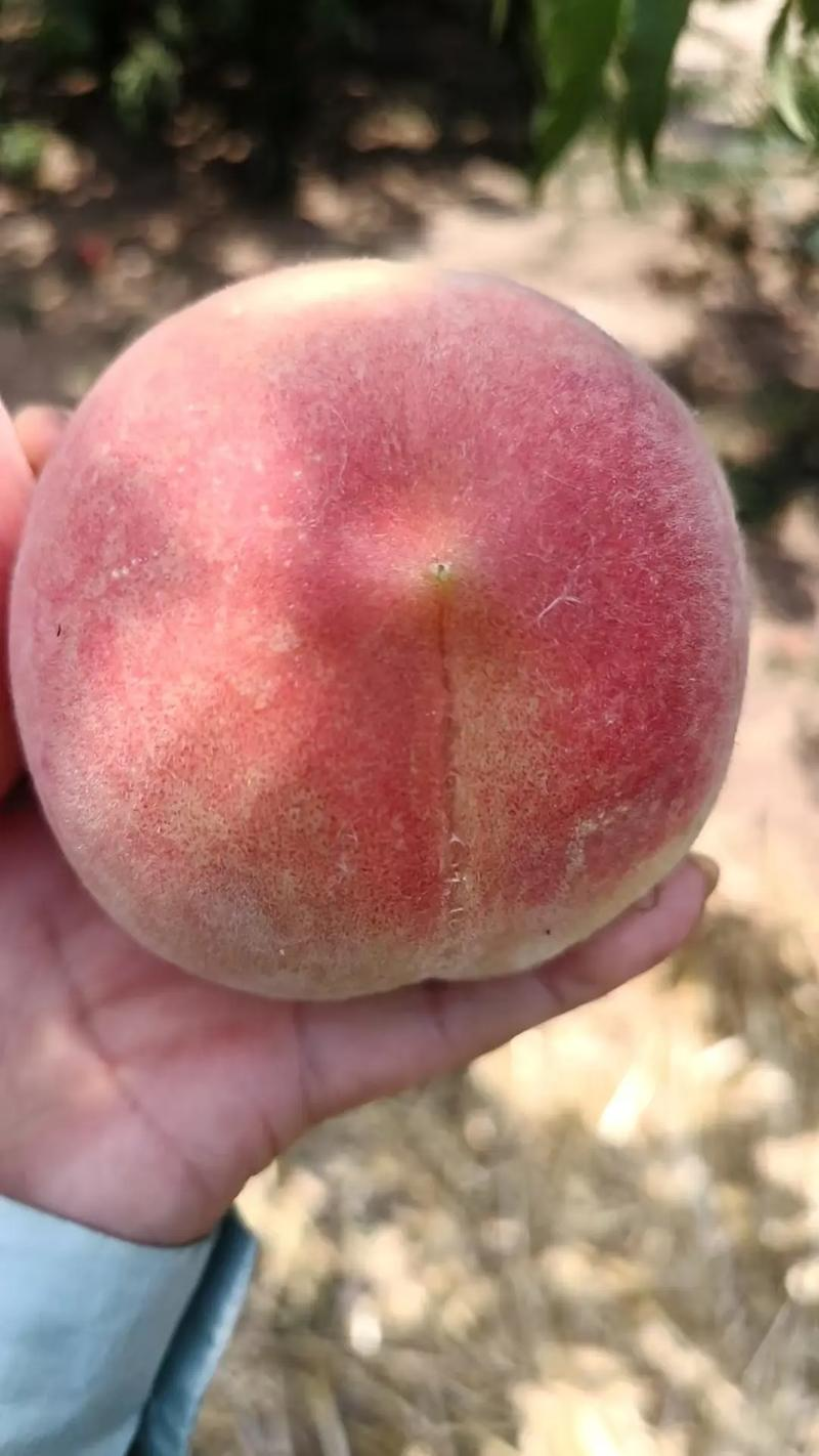 猕猴桃种植技术