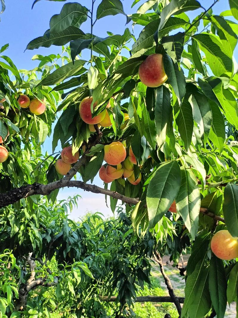 猕猴桃种植技术