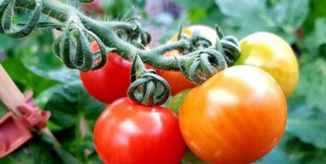 Southern tomato cultivation techniques