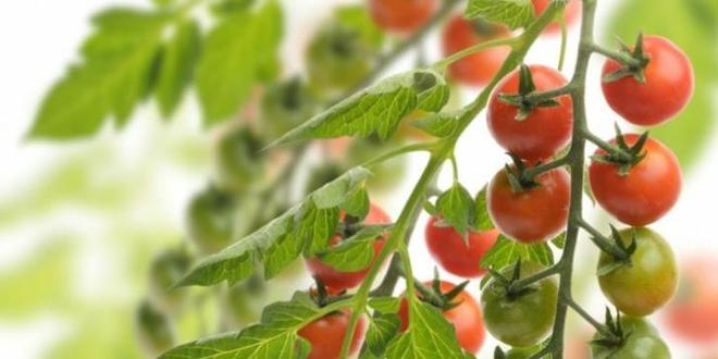 Southern tomato cultivation techniques