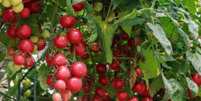 Southern tomato cultivation techniques