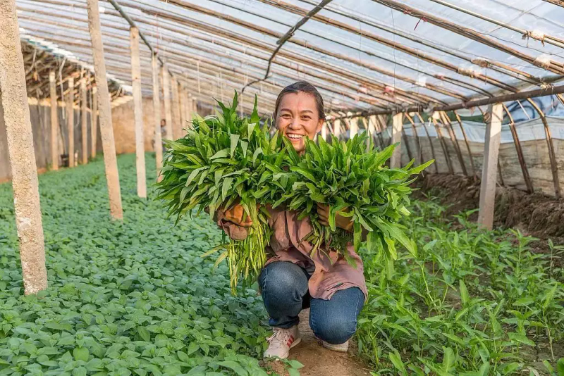 Technology for the cultivation of empty cabbage