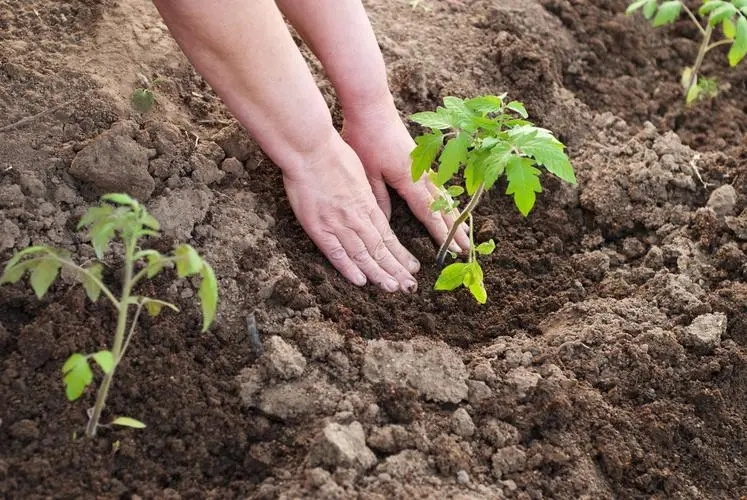 Southern tomato cultivation techniques