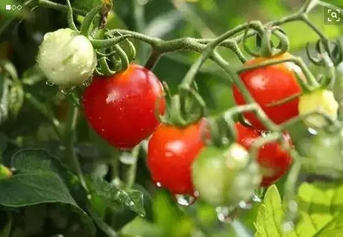Southern tomato cultivation techniques