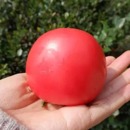 Southern tomato cultivation techniques