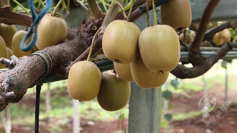 The monkey cultivation technique