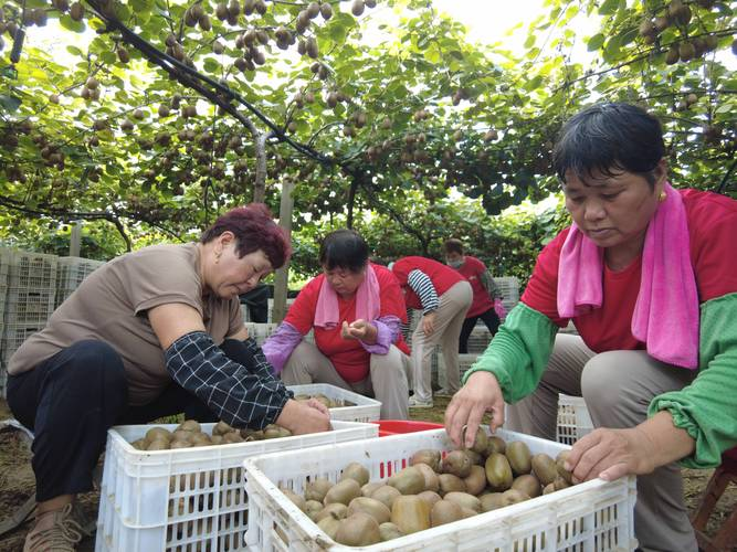 The monkey cultivation technique
