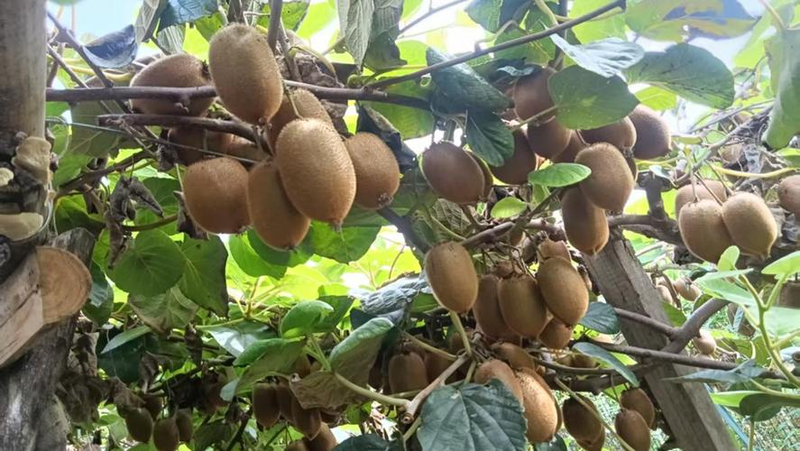 The monkey cultivation technique