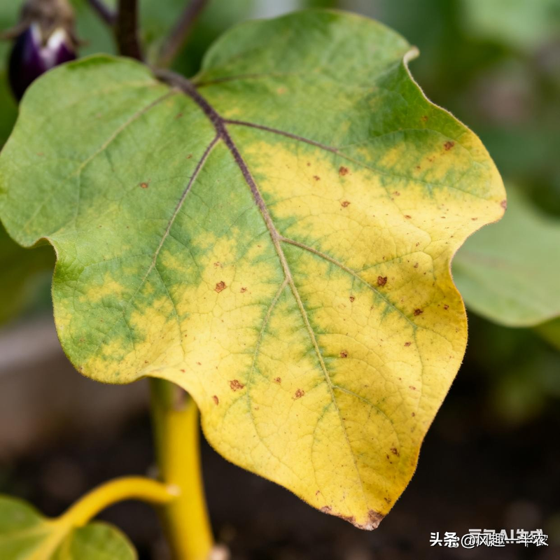 大棚茄子生理性黄叶综合防治技术方案