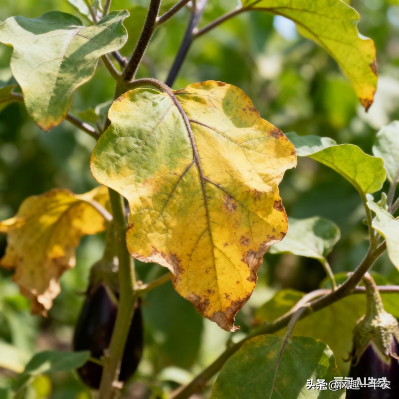 Green eggplant cultivation techniques