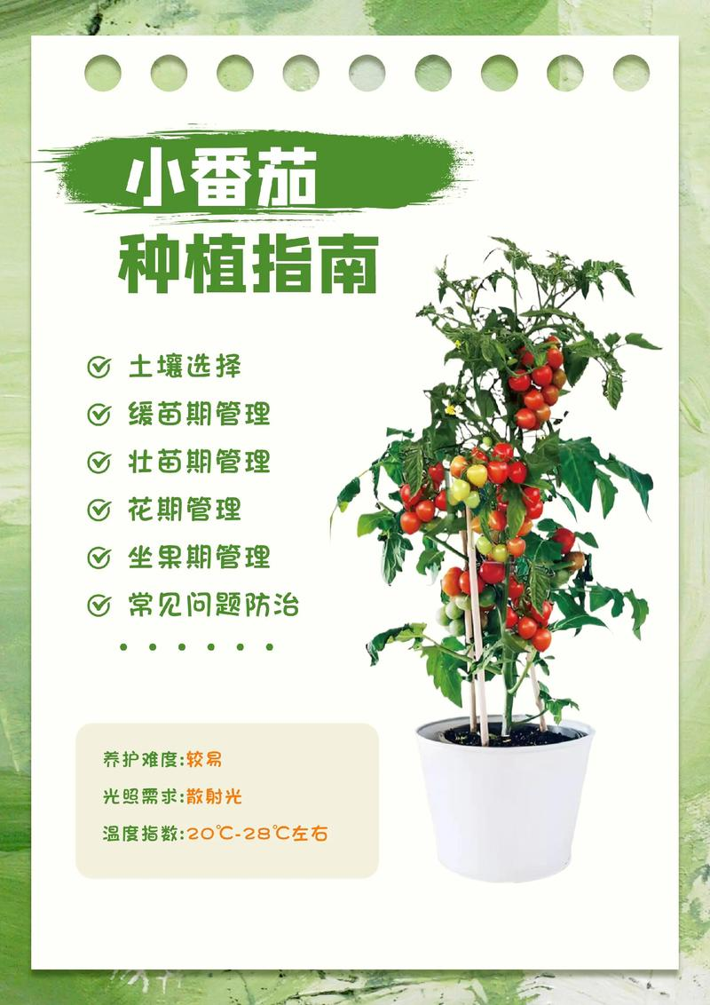 Southern tomato cultivation techniques