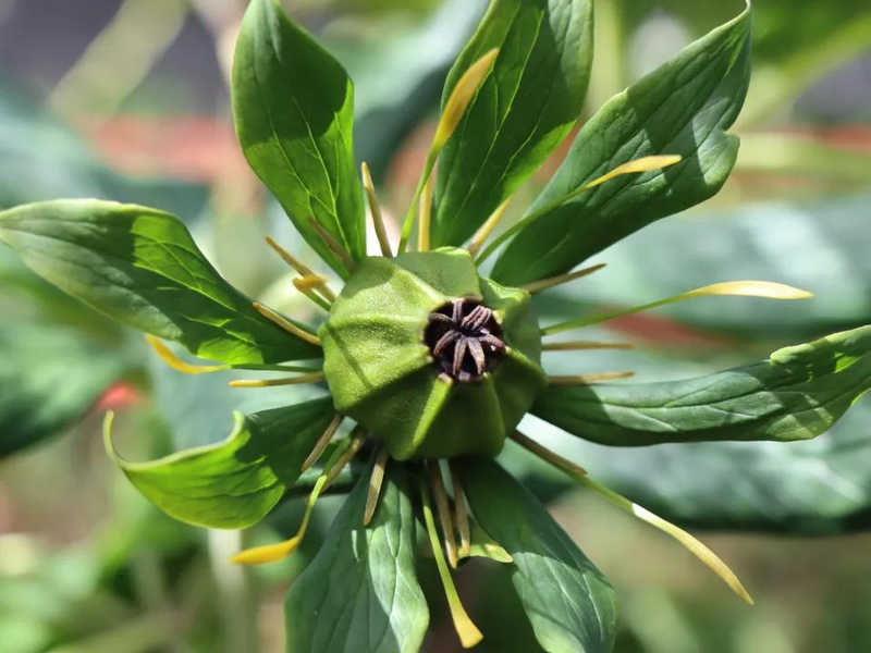 滇重楼种植技术