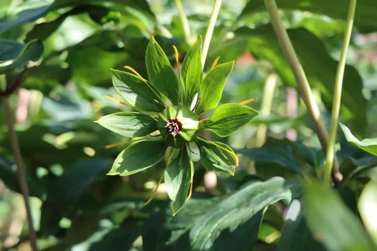 滇重楼种植技术