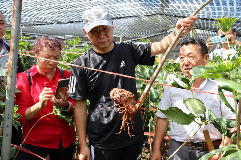 滇重楼种植技术