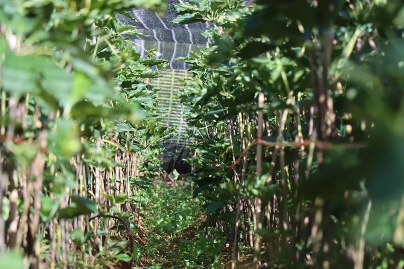 滇重楼种植技术