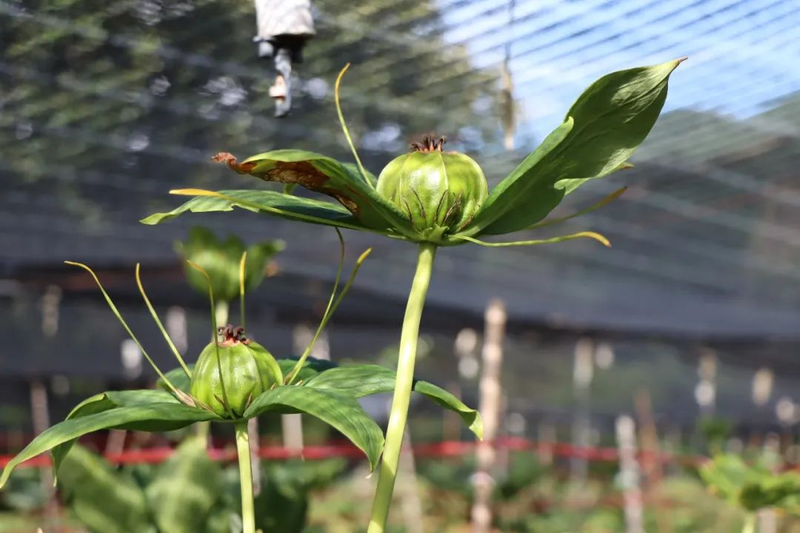 滇重楼种植技术